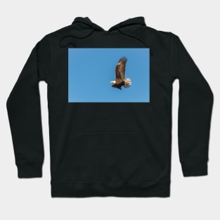 Bald Eagle in Flight with Blue Sky Hoodie